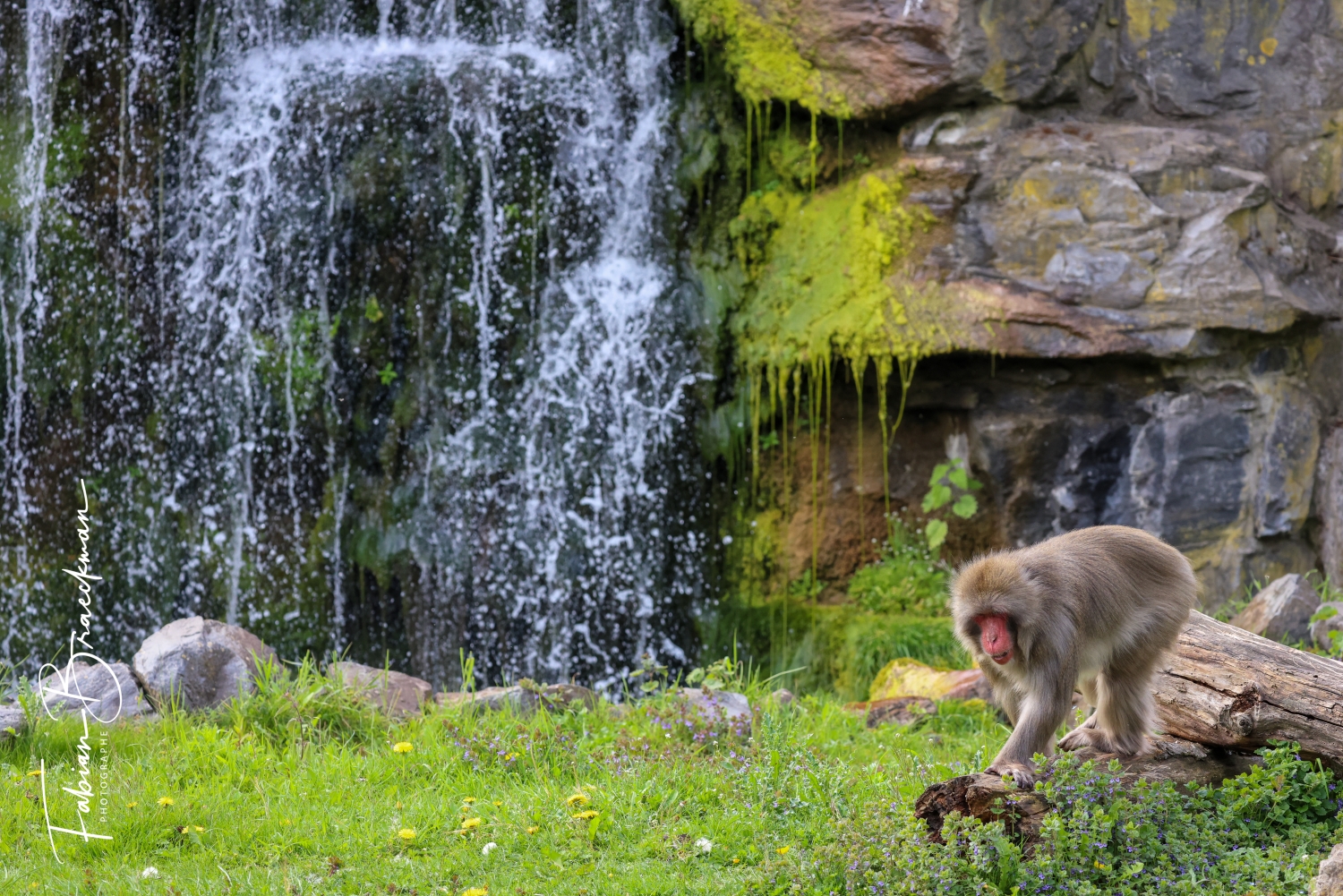 Pairi Daiza : voyage autour du monde… sans quitter la Belgique